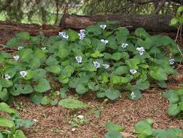 Attēlu rezultāti vaicājumam “Viola sororia”