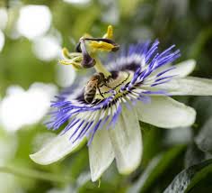 Attēlu rezultāti vaicājumam “Sesleria caerulea flower”