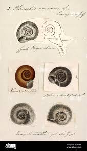 Attēlu rezultāti vaicājumam “Planorbidae”