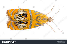 Attēlu rezultāti vaicājumam “Olethreutes arcuella”