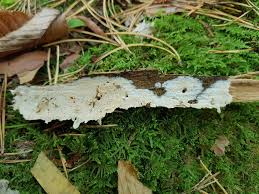 Attēlu rezultāti vaicājumam “Skeletocutis odora”