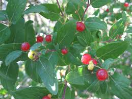 Attēlu rezultāti vaicājumam “Lonicera tatarica fruit”