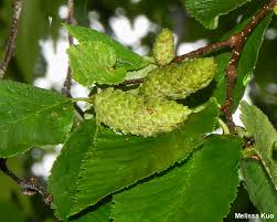 Attēlu rezultāti vaicājumam “Betula alleghaniensis”