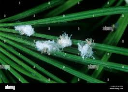 Attēlu rezultāti vaicājumam “Adelges laricis nymph”