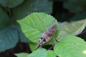 Attēlu rezultāti vaicājumam “Oedipoda caerulescens”