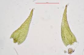 Attēlu rezultāti vaicājumam “Serpoleskea confervoides”