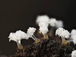 Attēlu rezultāti vaicājumam “Ceratiomyxa morchella macro”