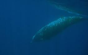 Image result for Ziphius cavirostris