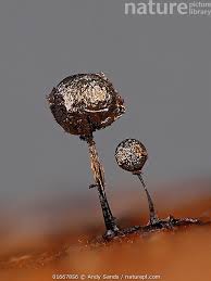 Attēlu rezultāti vaicājumam “Collaria arcyrionema”