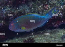 Image result for Sparisoma frondosum