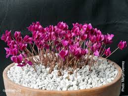 Attēlu rezultāti vaicājumam “Cyclamen hederifolium”