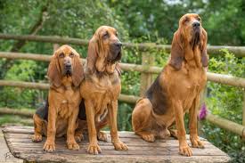 Image result for Carlisle BloodHounds