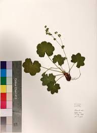 Attēlu rezultāti vaicājumam “Alchemilla vulgaris aggr. bud”