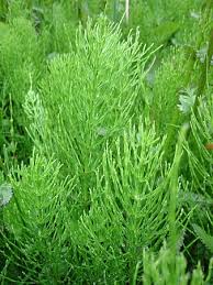 Attēlu rezultāti vaicājumam “Equisetum arvense”