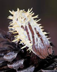 Attēlu rezultāti vaicājumam “Akanthomyces aculeatus”