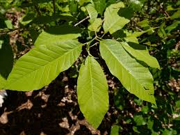 Attēlu rezultāti vaicājumam “Magnolia acuminata”