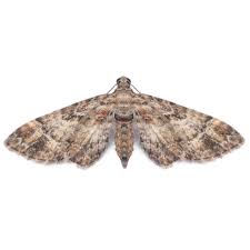 Attēlu rezultāti vaicājumam “Gymnoscelis rufifasciata”