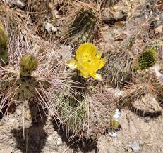 Attēlu rezultāti vaicājumam “Chara polyacantha”