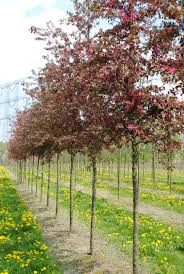 Attēlu rezultāti vaicājumam “Malus purpurea flower”