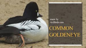 Attēlu rezultāti vaicājumam “Bucephala clangula”