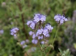 Attēlu rezultāti vaicājumam “Phacelia tanacetifolia leaf”