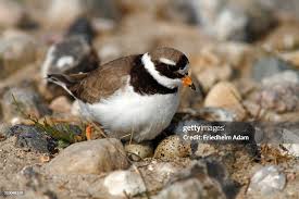 Attēlu rezultāti vaicājumam “Charadrius hiaticula”