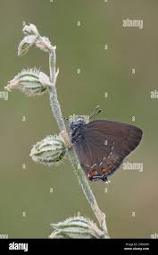 Attēlu rezultāti vaicājumam “Satyrium ilicis underside”