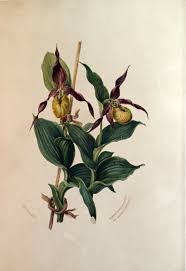 Attēlu rezultāti vaicājumam “Cypripedium calceolus”