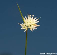 Attēlu rezultāti vaicājumam “Rhynchospora alba flower”