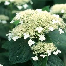 Attēlu rezultāti vaicājumam “Hydrangea arborescens subsp. discolor flower”