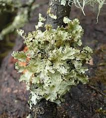 Attēlu rezultāti vaicājumam “Platismatia glauca”