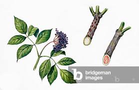 Attēlu rezultāti vaicājumam “Adoxaceae”