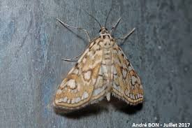 Attēlu rezultāti vaicājumam “Elophila nymphaeata”