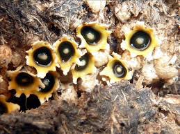 Attēlu rezultāti vaicājumam “Sphaerobolus stellatus”