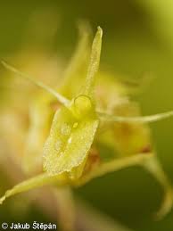 Attēlu rezultāti vaicājumam “Liparis loeselii bud”