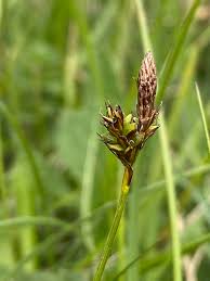 Attēlu rezultāti vaicājumam “Carex caryophyllea”