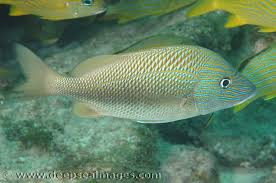 Image result for Haemulon plumierii