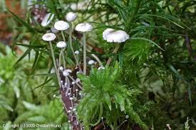 Attēlu rezultāti vaicājumam “Collybia cirrhata”