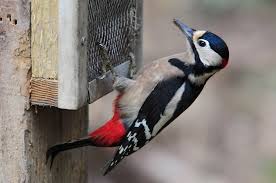 Attēlu rezultāti vaicājumam “Dendrocopos major male”