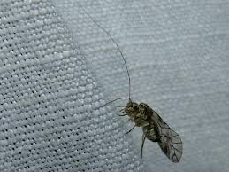 Attēlu rezultāti vaicājumam “Psococerastis gibbosa”