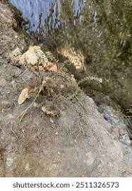 Attēlu rezultāti vaicājumam “Sedum pallidum”