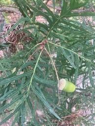 Attēlu rezultāti vaicājumam “Quercus robur fo. pectinata”