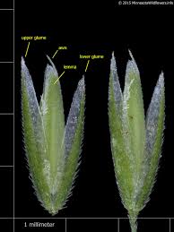 Attēlu rezultāti vaicājumam “Cinna latifolia”