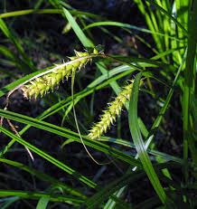 Attēlu rezultāti vaicājumam “Carex vesicaria”