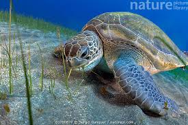 Image result for Chelonia mydas