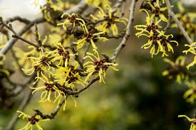 Attēlu rezultāti vaicājumam “Hamamelis japonica”