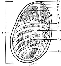 Attēlu rezultāti vaicājumam “Comatricha elegans var. microspora spores”
