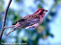 Attēlu rezultāti vaicājumam “Fringillidae”