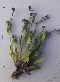 Attēlu rezultāti vaicājumam “Myosotis ramosissima flower”