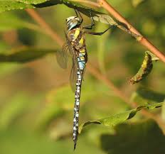 Attēlu rezultāti vaicājumam “Aeshna mixta male”